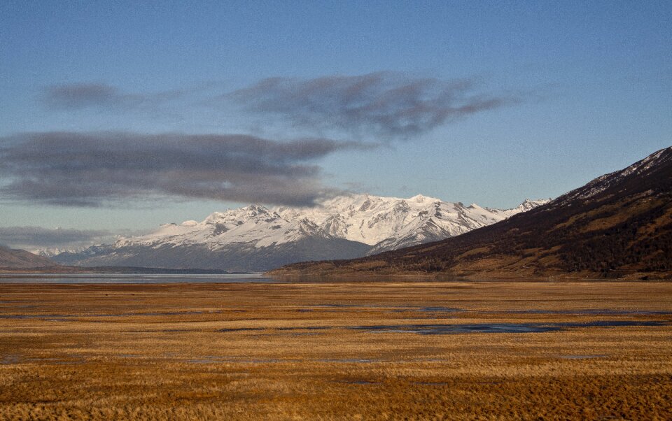 Ushuaia calafate nature