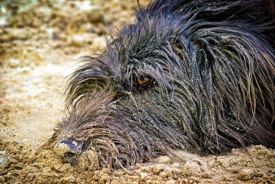 Dog sand relaxed