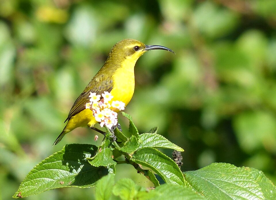 Sunbird yeppoon birds