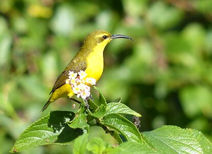 Sunbird yeppoon birds photo