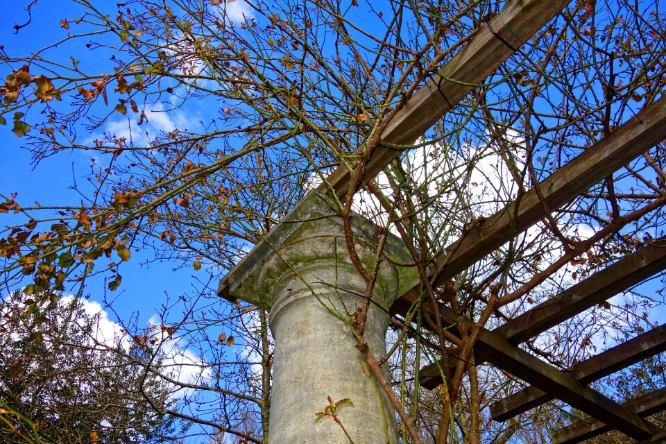 Creeper vine climber
