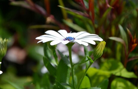 White flower nature flora