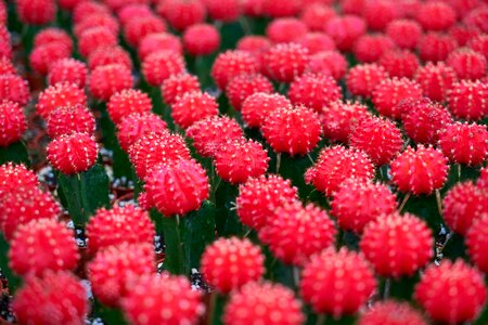 Plant nature beautiful