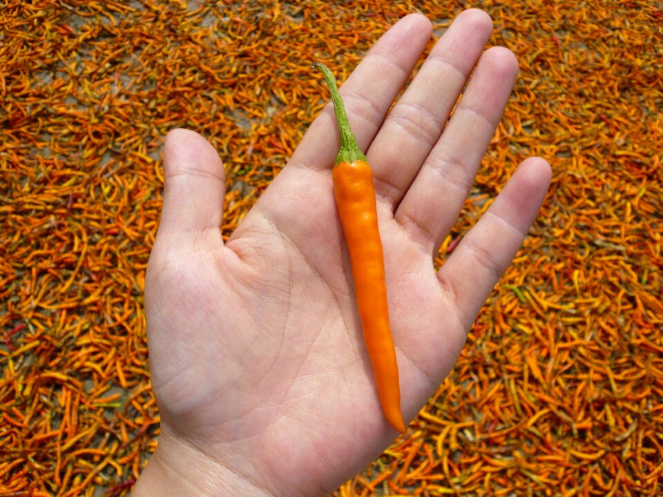 Red pepper yellow gong pepper natural