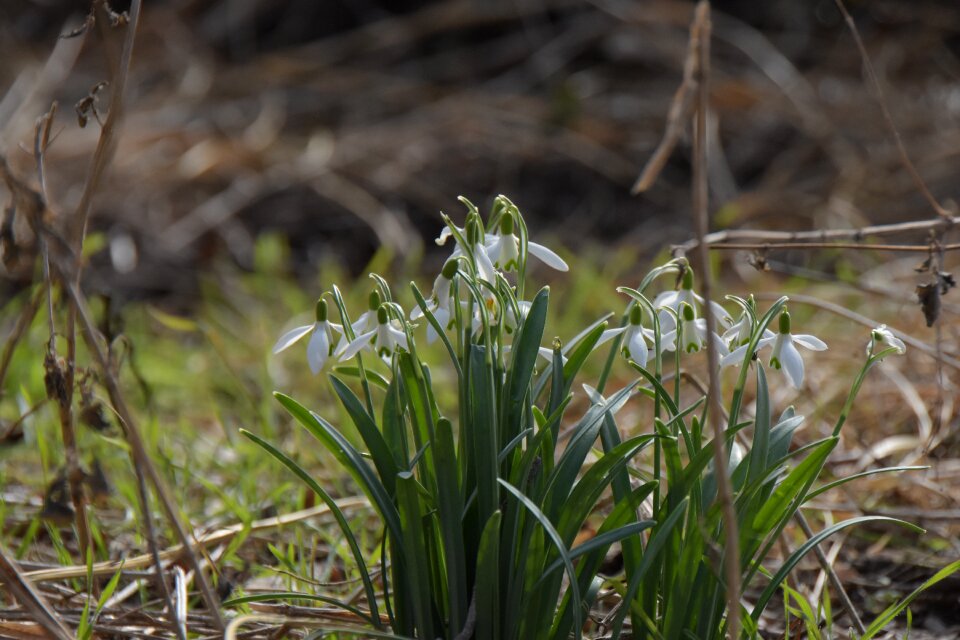 Grass flower spring