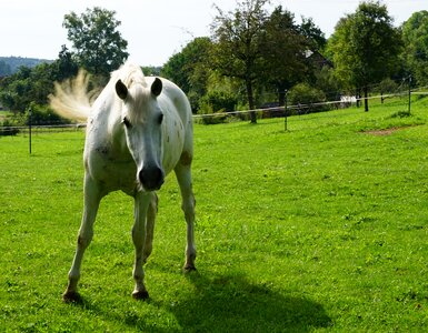 Meadow coupling nature