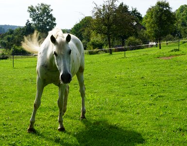 Meadow coupling nature photo