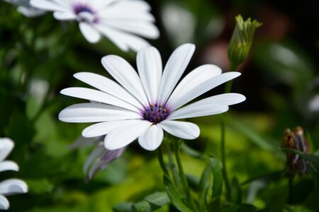 Nature white flowers garden