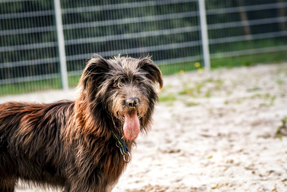 Pet photography animal portrait comrade