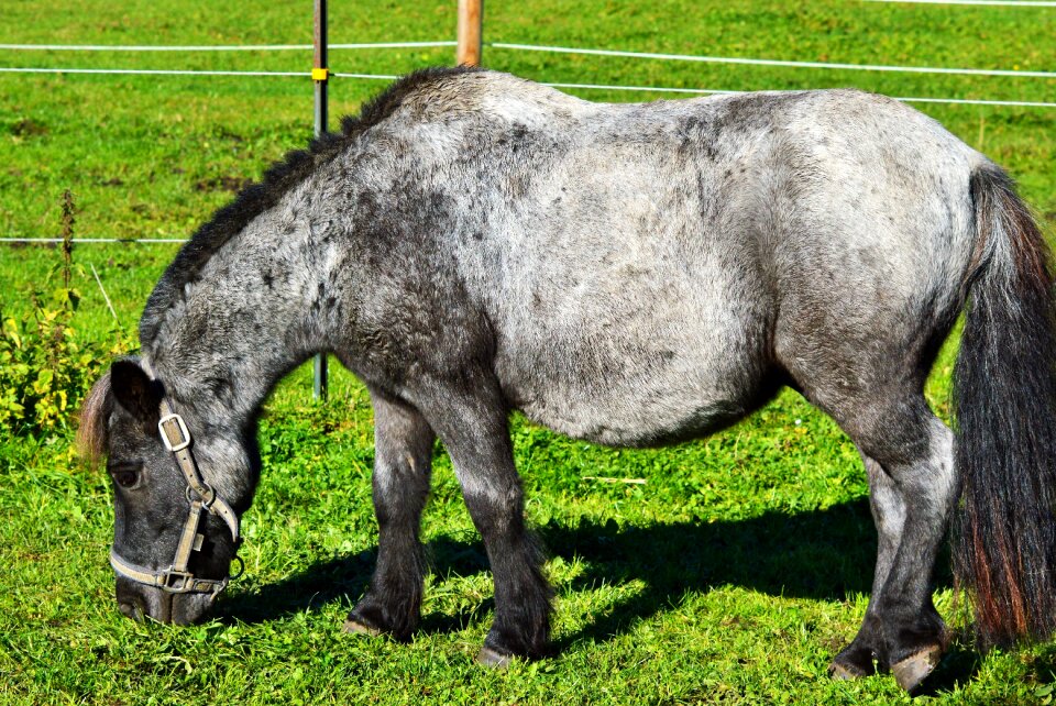 Mane small horse breed graze