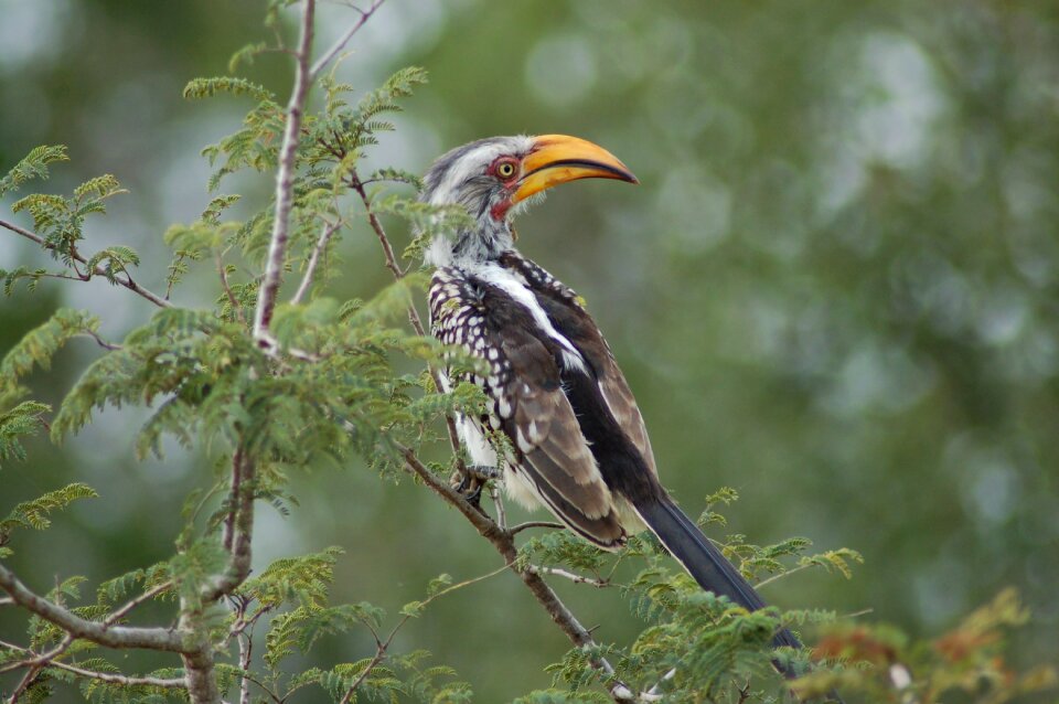 Outdoors hornbill africa