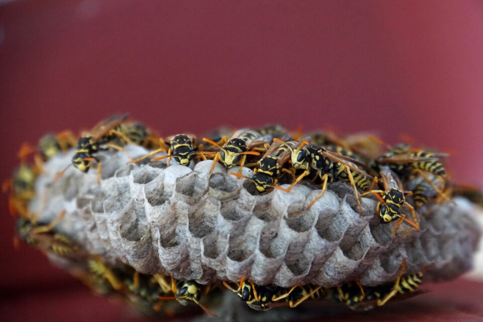 Animal insect field wasp