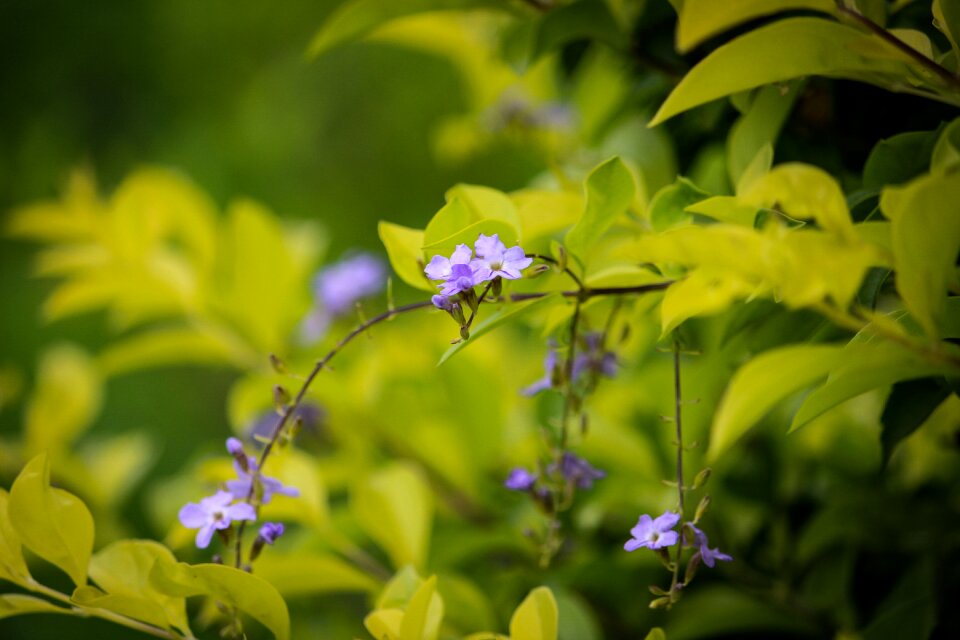 Nature green sceneric