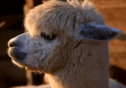 Female fluffy fur photo