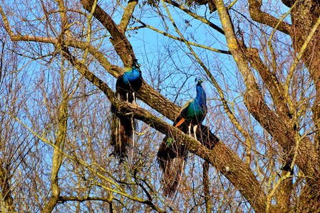 Colorful plumage peacock feathers photo