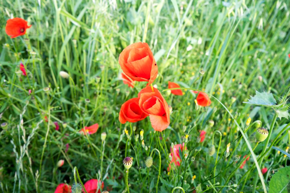 Summer plant meadow