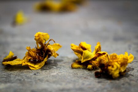 Spread photograph nature