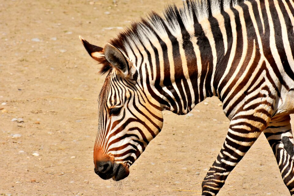 Africa animal crosswalk
