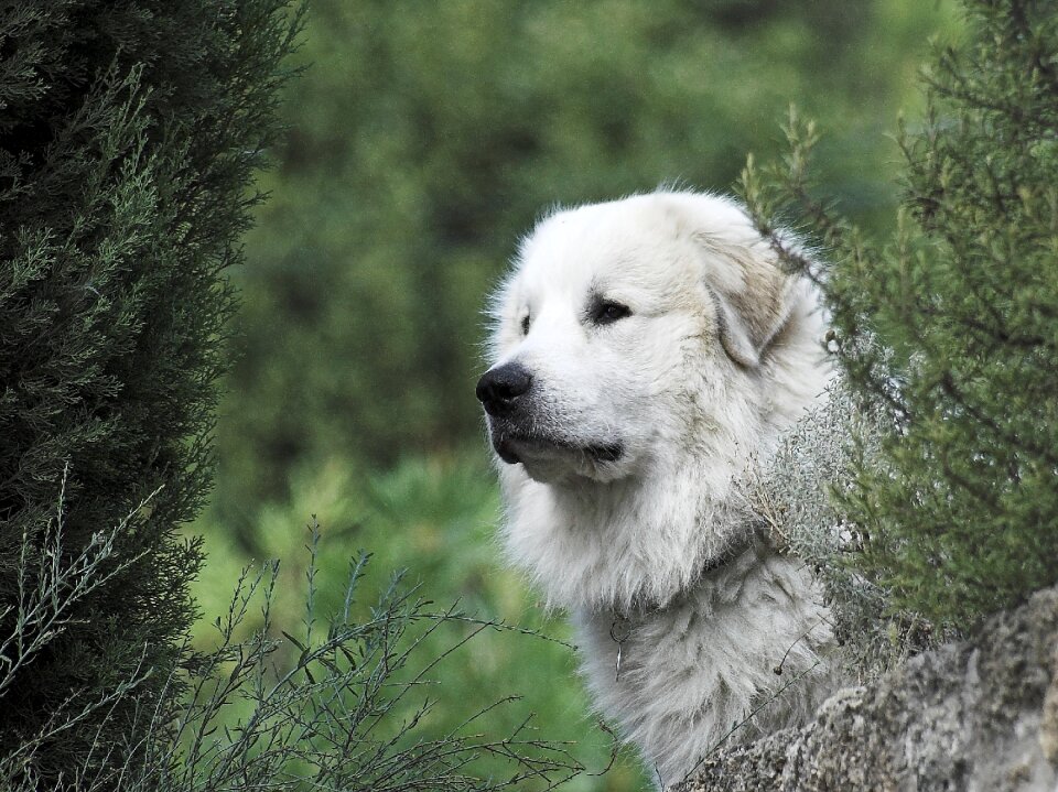 Forest ausschau dog