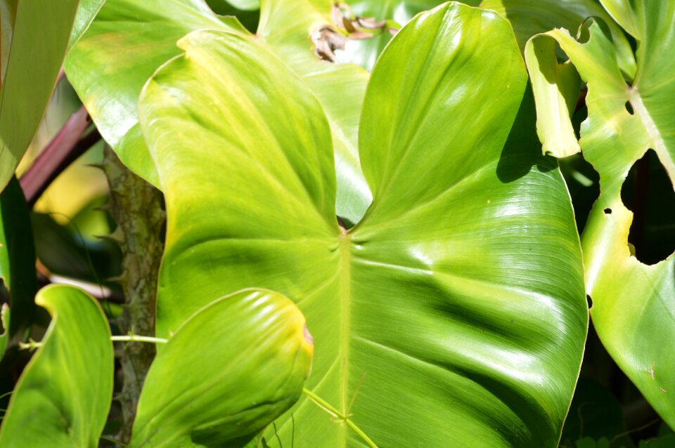The green leaf tropics green leaf