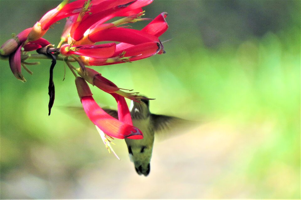 Garden hummingbird wildlife
