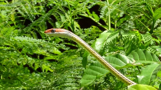 Outdoors summer snake
