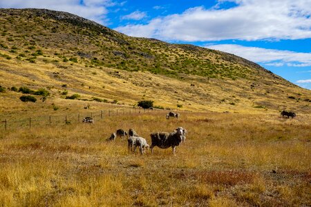 Grass hill agriculture photo