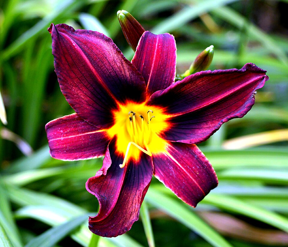 Daylily garden bloom photo