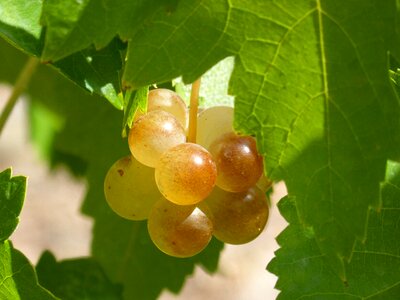 Macabeo vine viticulture