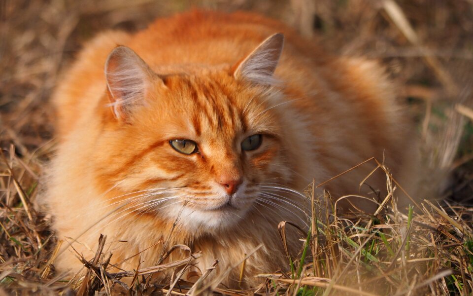 Feline roux portrait