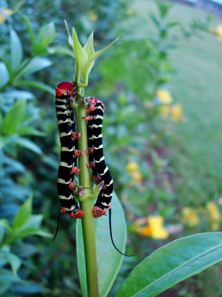 Caterpillar nature insect