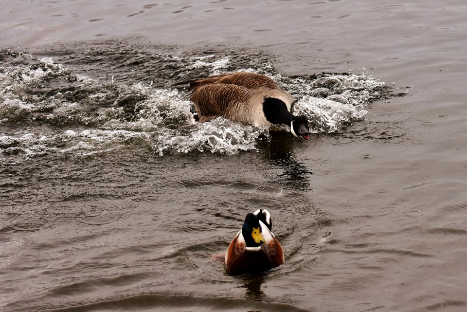 Waterfowl poultry water