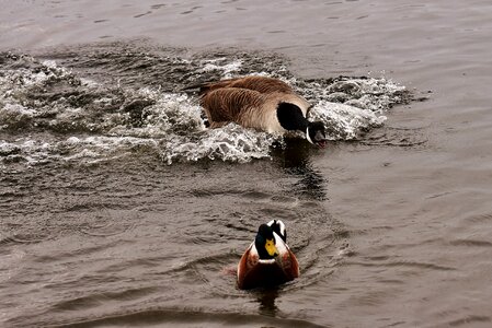 Waterfowl poultry water