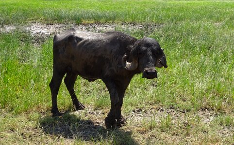 Bovine cattle water buffalo