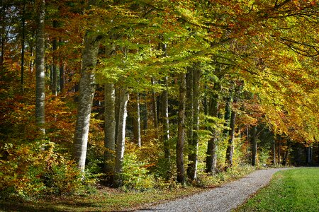 Autumn tree road photo