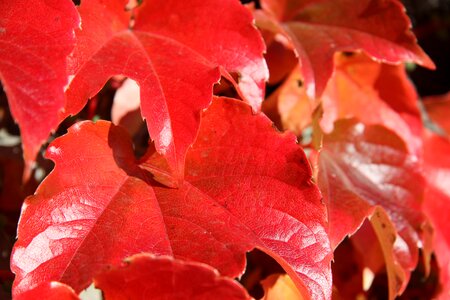 Golden autumn fall leaves leaf photo