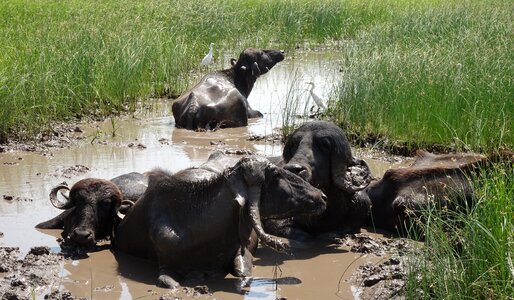 Water buffalo swamp marsh photo