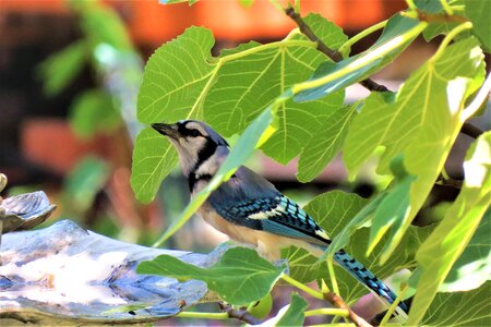 Blue and white blue jay wildlife