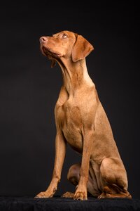 Pet portrait brown