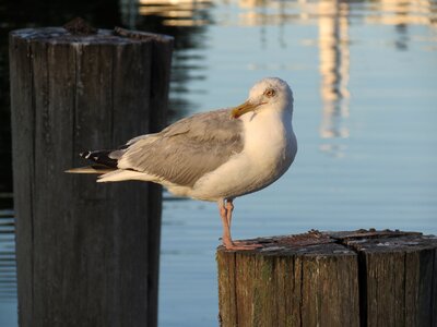 Nature seagull herring gull photo