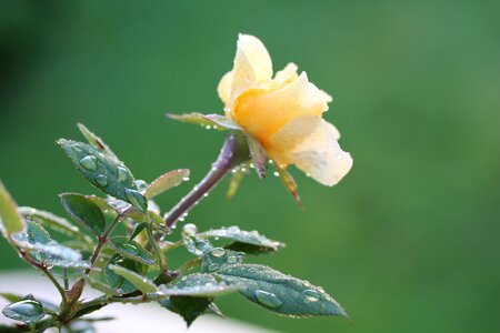Yellow roses garden rose raindrop photo