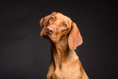 Pet brown dog's eyes photo