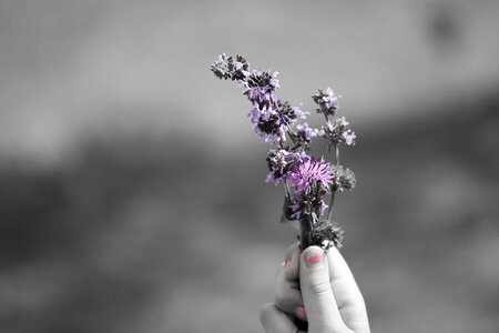 Macro summer purple