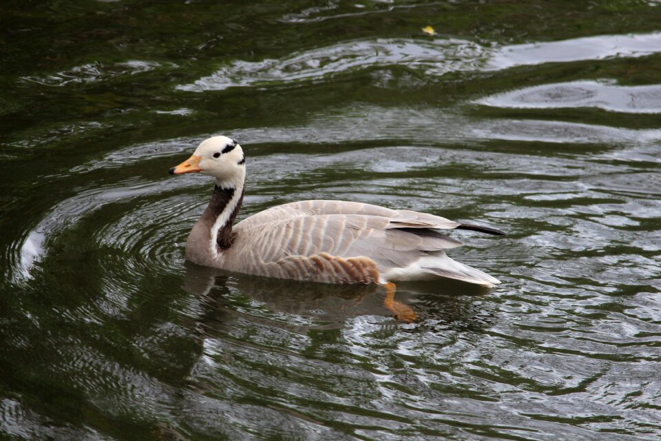 Wildlife nature summer