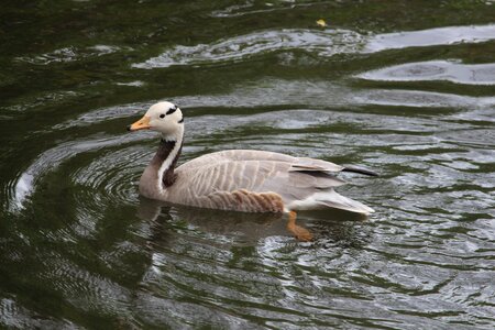 Wildlife nature summer