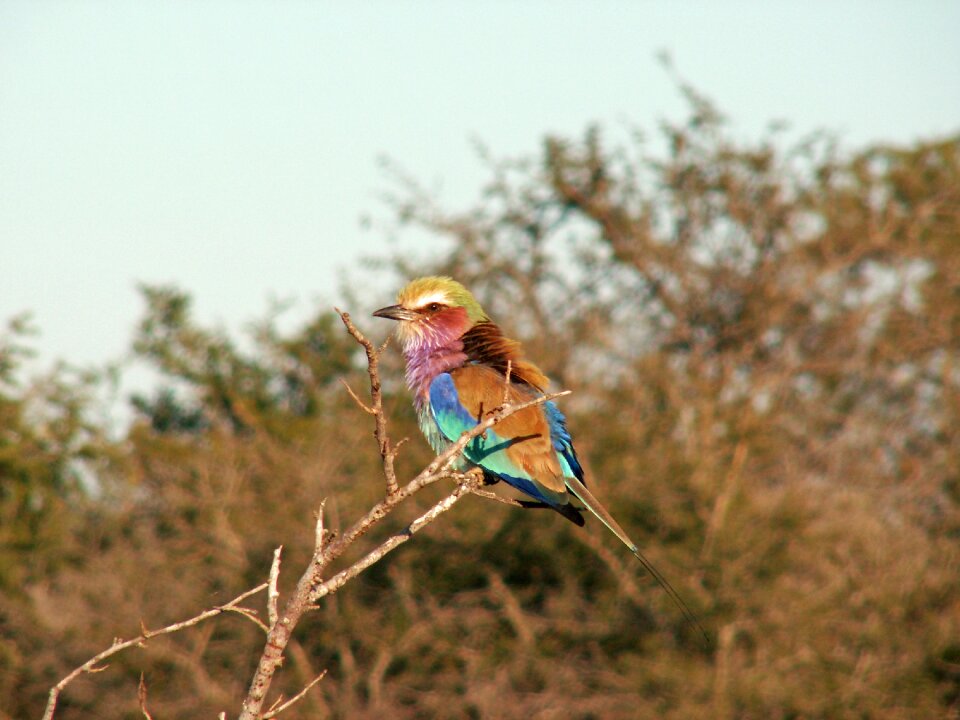 Bird africa beautiful