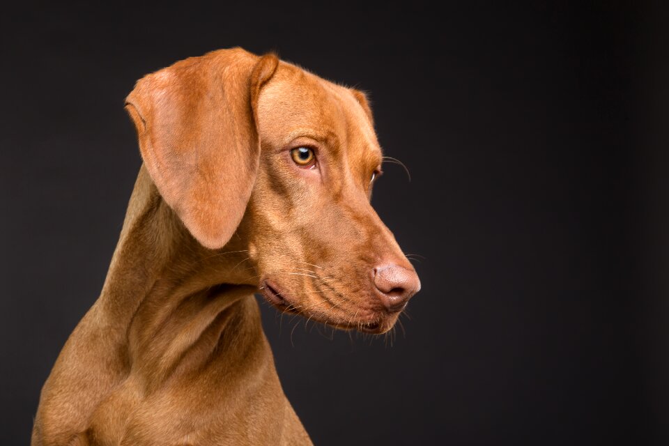 Pet portrait brown