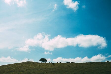 Grass trees sky photo