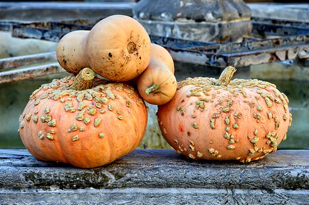 Pumpkin vegetable one