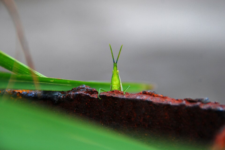Green nature wildlife